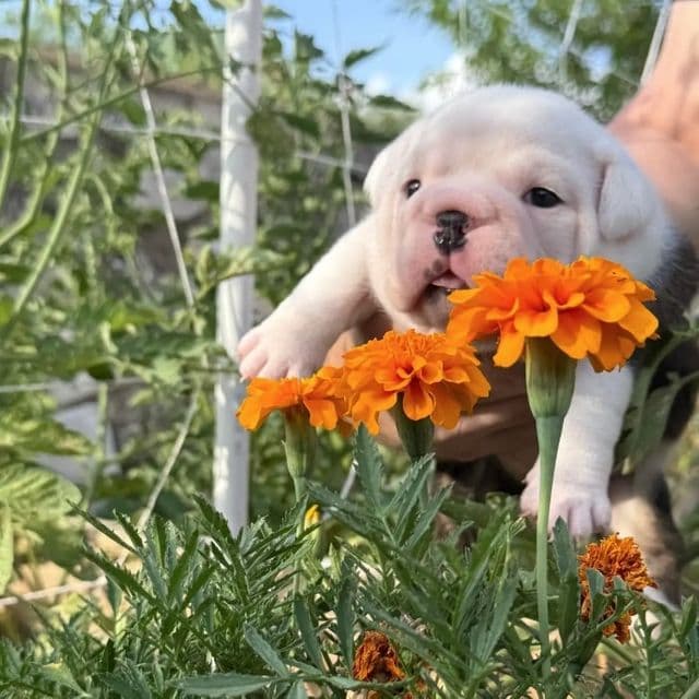 Bee - English Bulldog Female