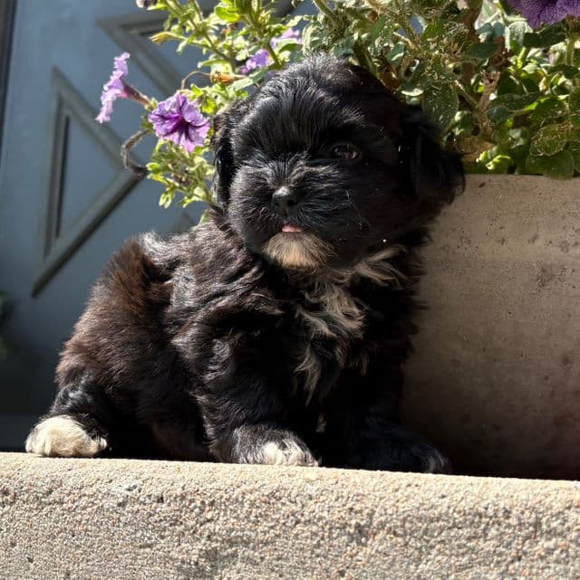 Bailey - Shichon Female