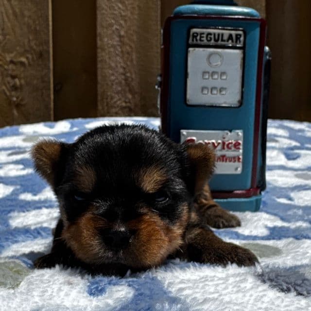 Zeus - Yorkshire Terrier Female