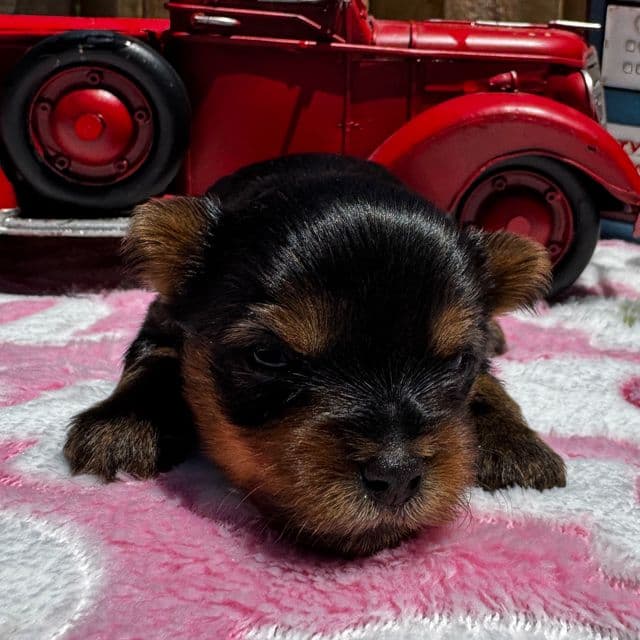 Zelda - Yorkshire Terrier Female