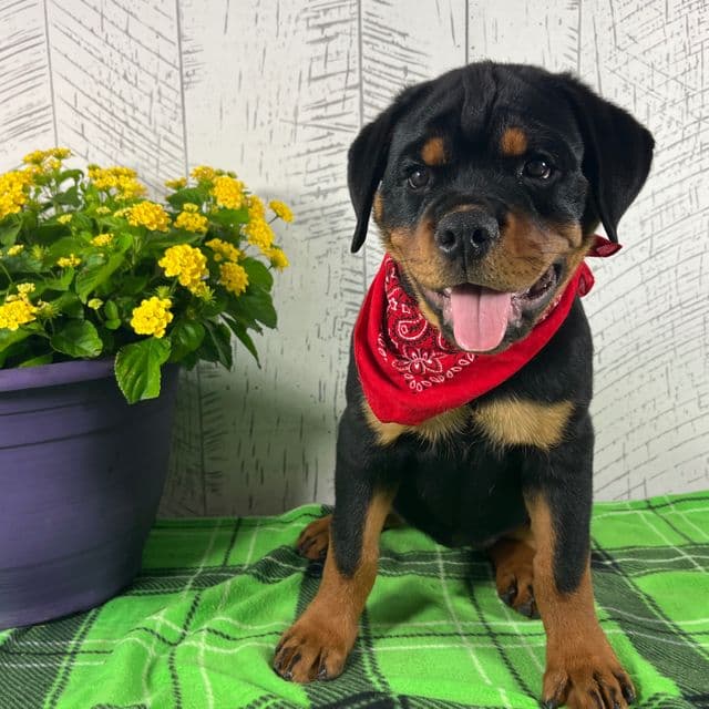 Layla - Rottweiler Female