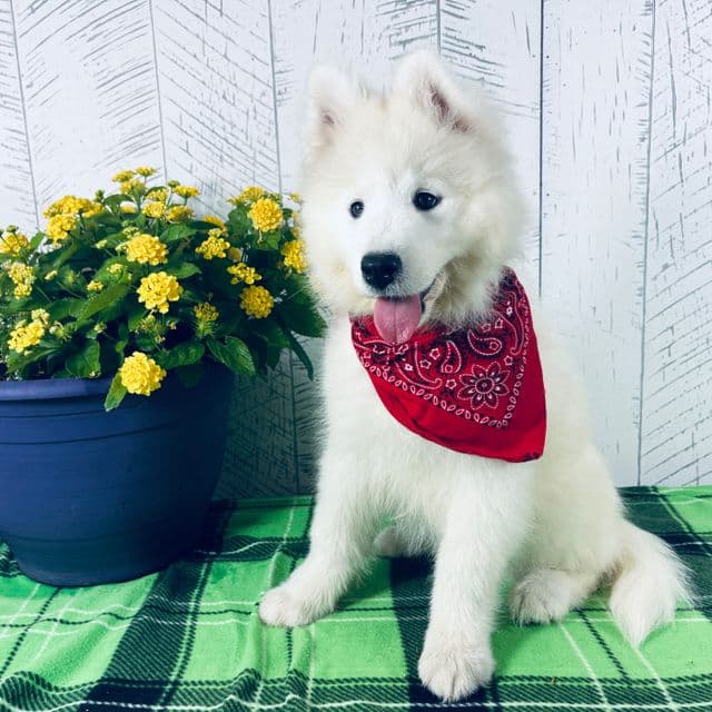 Darcy - Samoyed Female