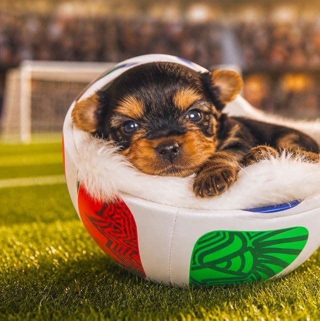 June - Yorkshire Terrier Female