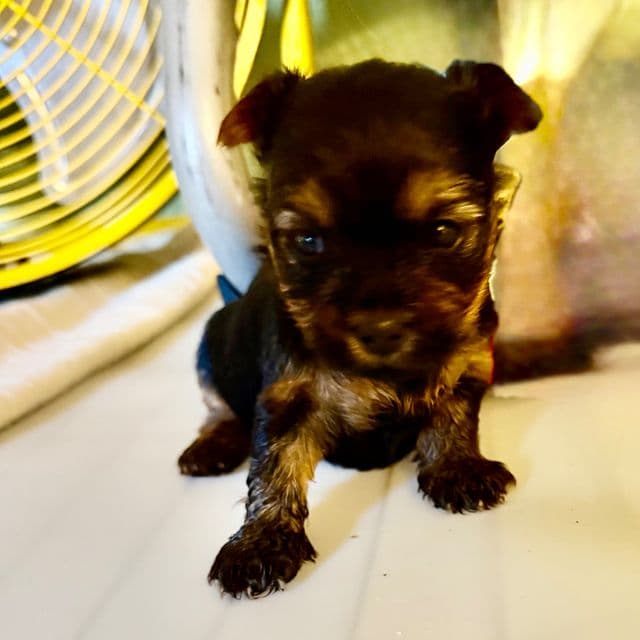 August - Yorkshire Terrier Female