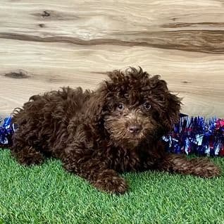 Vera - Yorkipoo Female