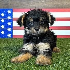 Vegas - Yorkipoo Male