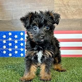 Ved - Yorkipoo Male
