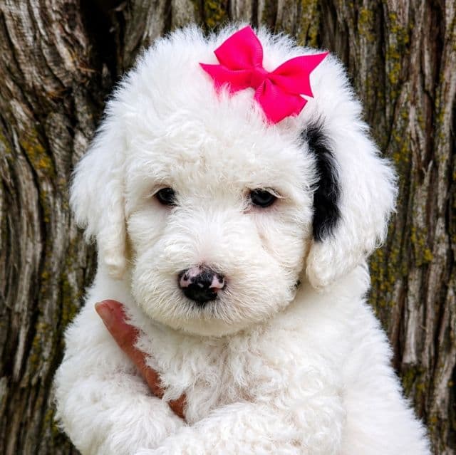 Sugar-mini - Sheepadoodle Female