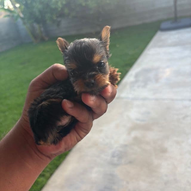 Mini 1 - Yorkshire Terrier Female