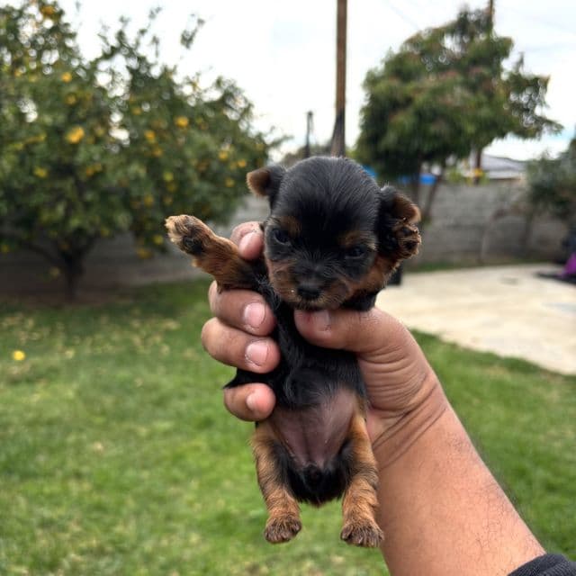 Mini 3 - Yorkshire Terrier Female