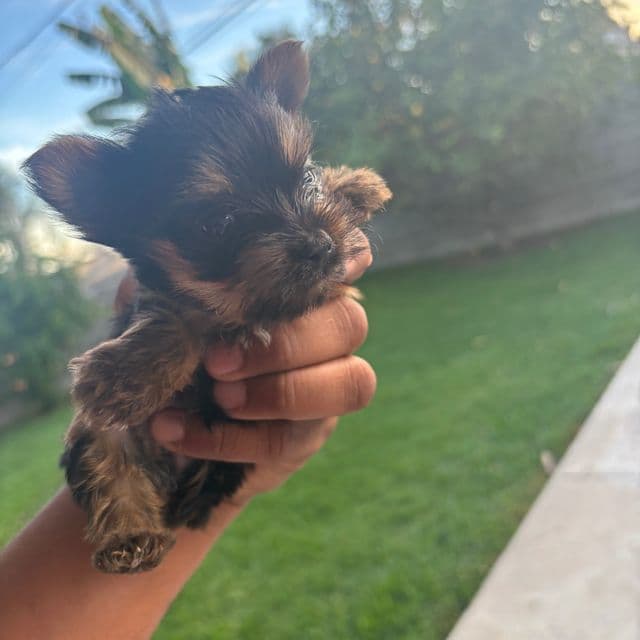 Macho - Yorkshire Terrier Male