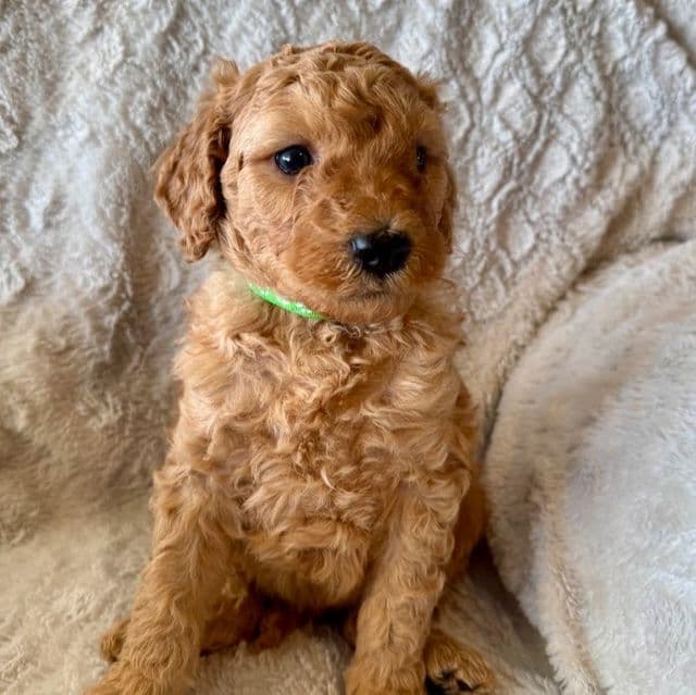 GREENIE BOY - F1B - Goldendoodle Male
