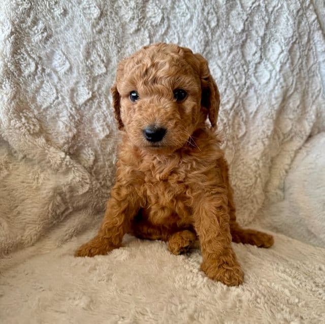 PINK GIRL - F1B - Goldendoodle Female