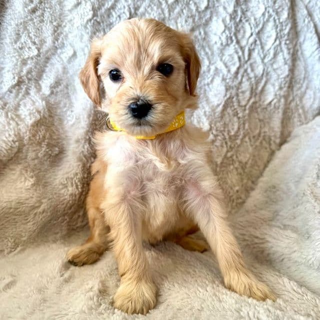 YELLOW GIRL - F1B - Goldendoodle Female