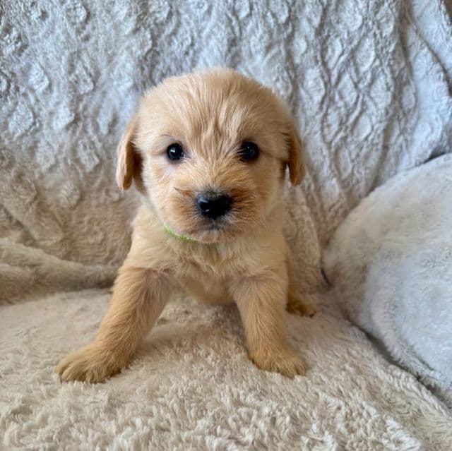 BRIGHT GREEN - F1B - Goldendoodle Male