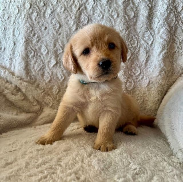 DARK GREEN - F1B - Goldendoodle Male
