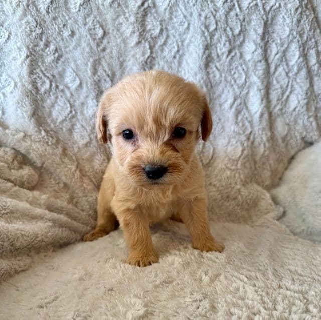 BLUE BOY - F1B - Goldendoodle Male