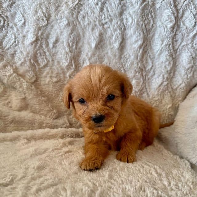YELLOW BOY - F1B - Goldendoodle Male