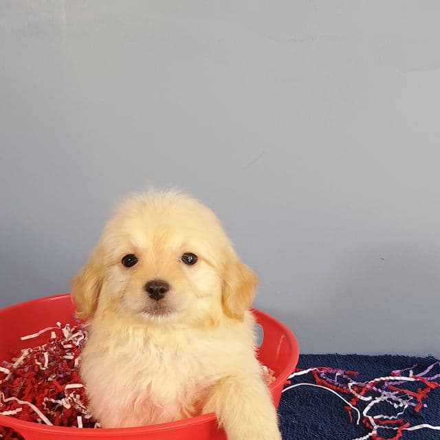 Boomer - Maltipom Male