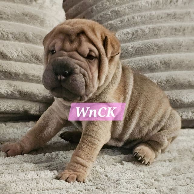 Spaghetti - Chinese Shar-Pei Female