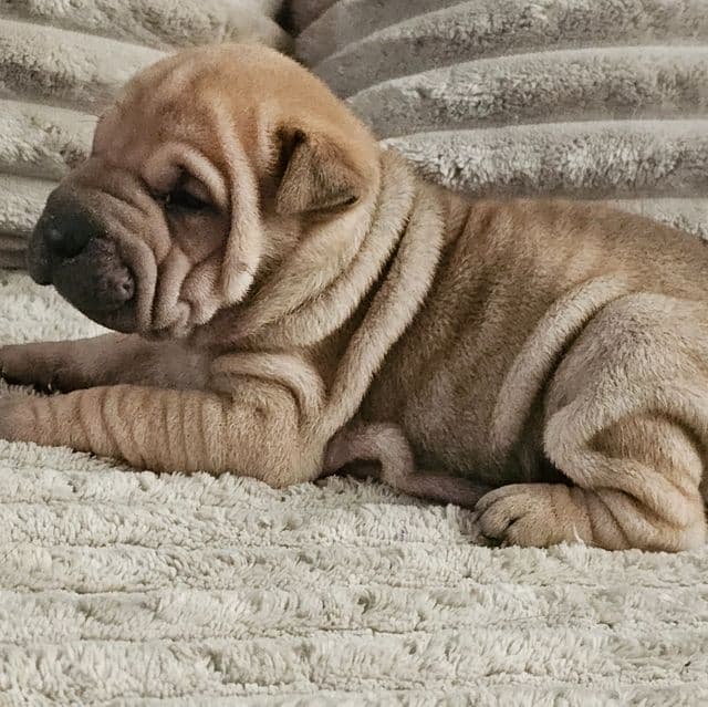 Ravioli - Chinese Shar-Pei Female