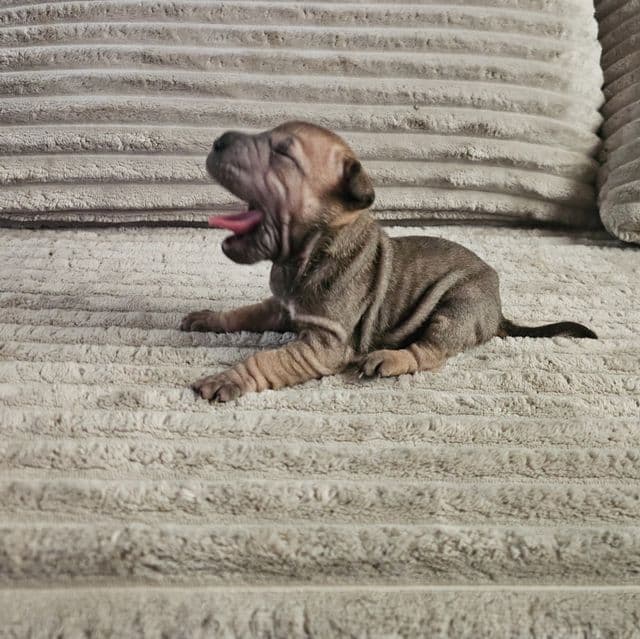 Tortellini - Chinese Shar-Pei Female