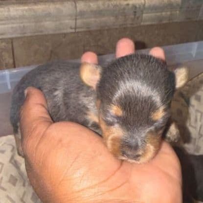 Silvio - Yorkshire Terrier Male