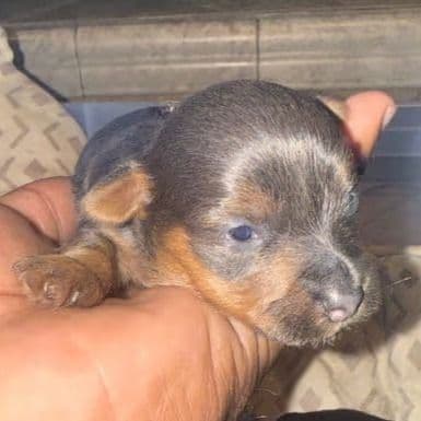 Silvia - Yorkshire Terrier Female