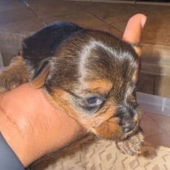 Girl 1 - Yorkshire Terrier Female