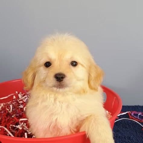 Boomer - Maltipom Male