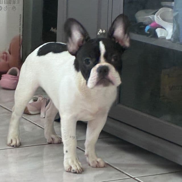 Pierre - French Bulldog Male
