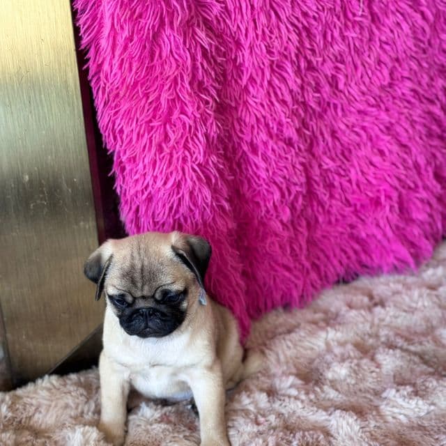 Little Boy Blue - Pug Male