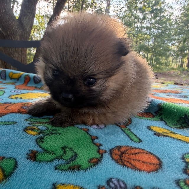Boo - Pomeranian Male