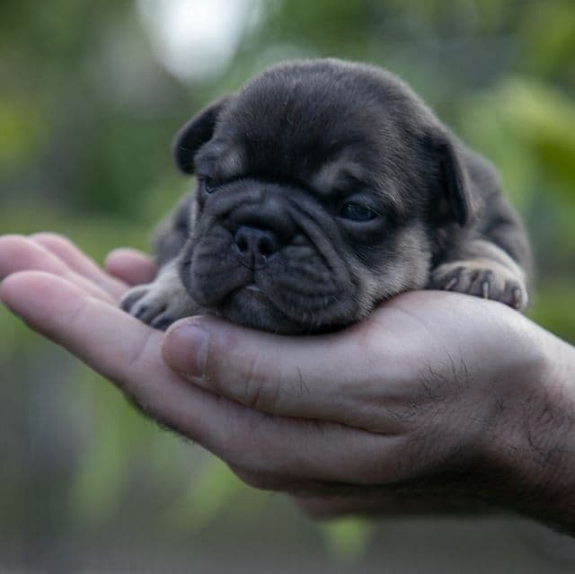 Audrey - French Bulldog Female