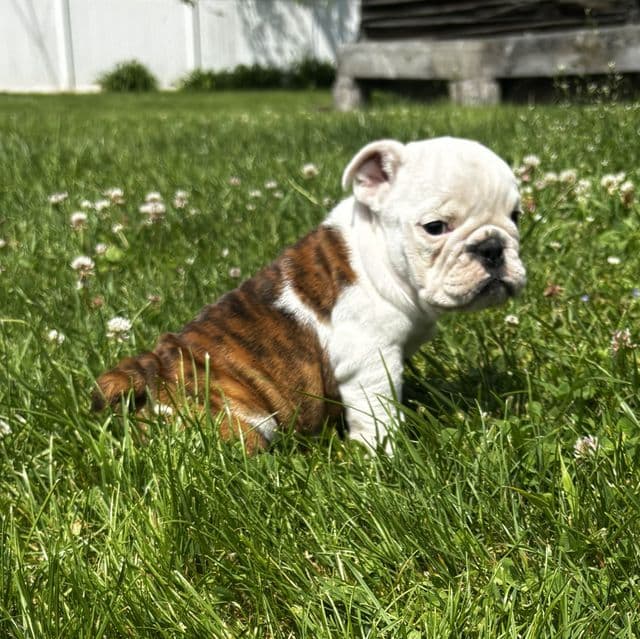 Marine - English Bulldog Female