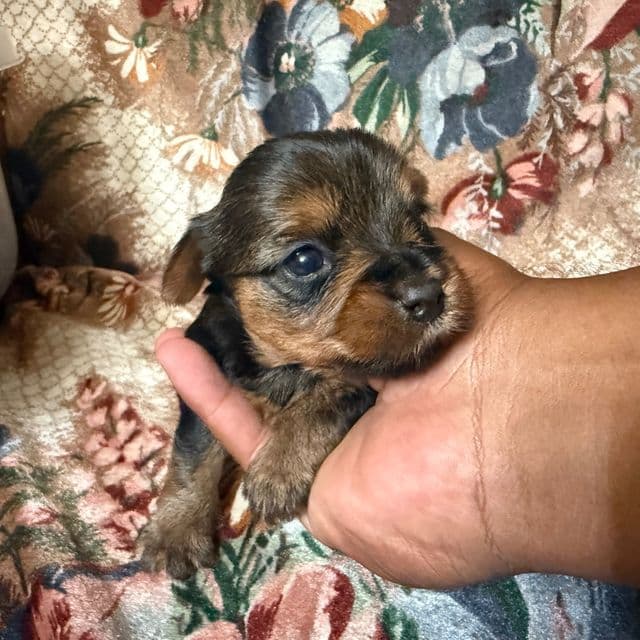 Boy 1 - Yorkshire Terrier Male