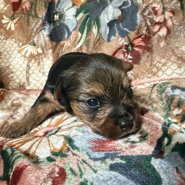 Boy 2 - Yorkshire Terrier Male