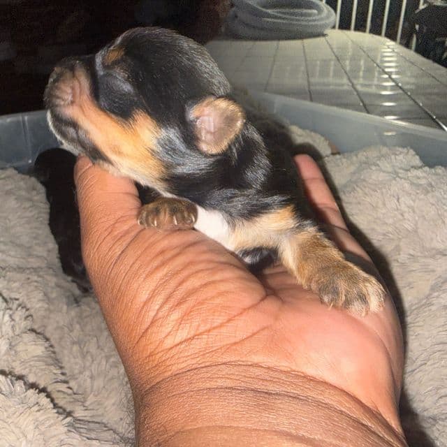 Boy 1 - Yorkshire Terrier Male