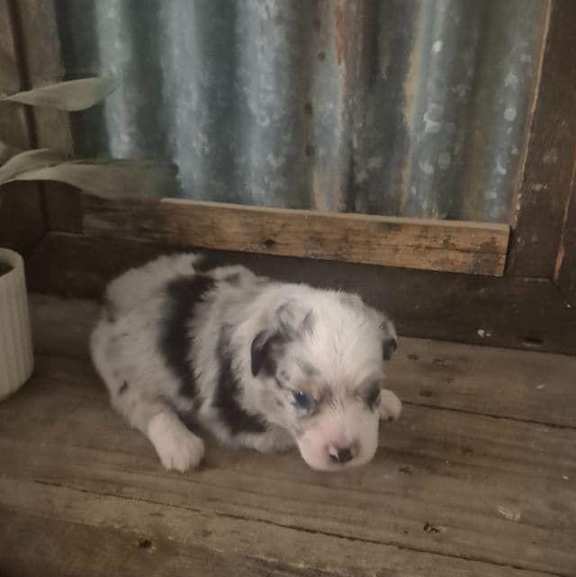 Mindy - Miniature American Shepherd (Mini Aussie) Female