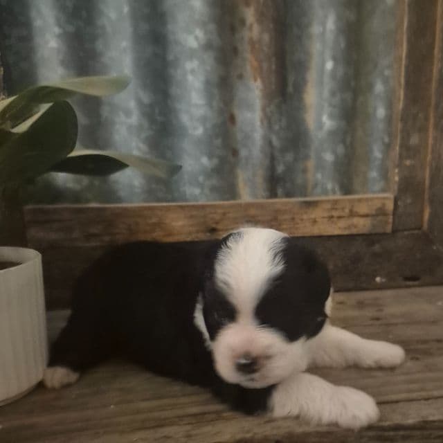 Mork - Miniature American Shepherd (Mini Aussie) Male