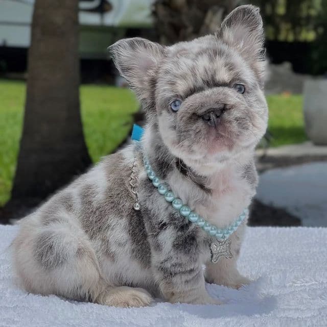 Lexie Fluffy Big Rope - French Bulldog Female