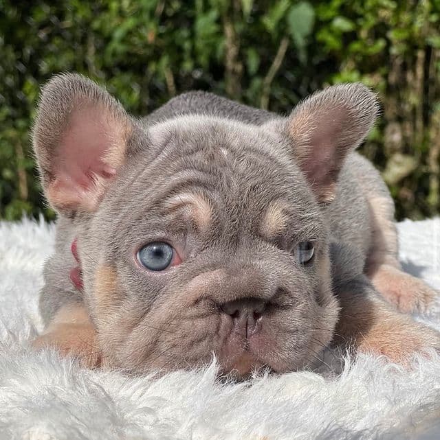 LUCKY - Big Rope - French Bulldog Male