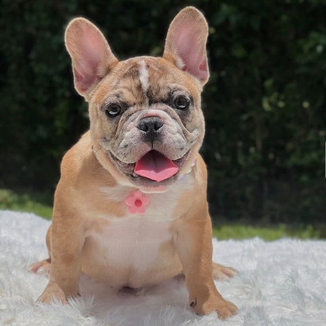 NALA - French Bulldog Female