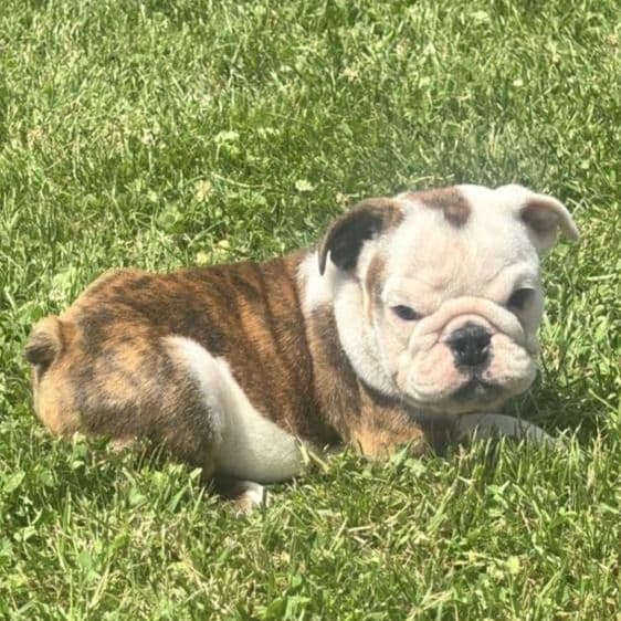 DD - English Bulldog Male