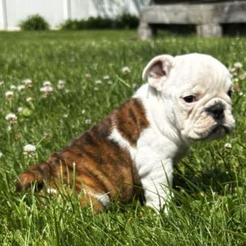 Marine - English Bulldog Female