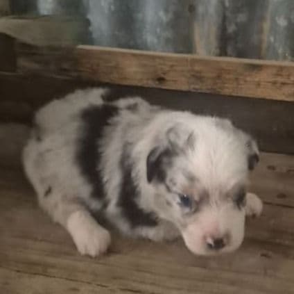 Mindy - Miniature American Shepherd (Mini Aussie) Female