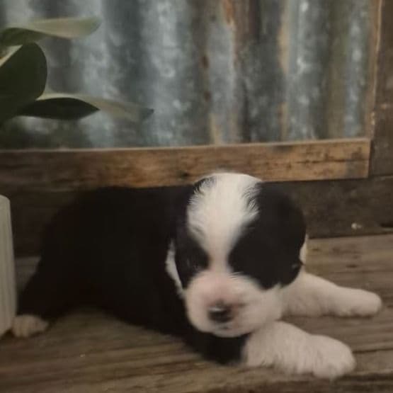 Mork - Miniature American Shepherd (Mini Aussie) Male