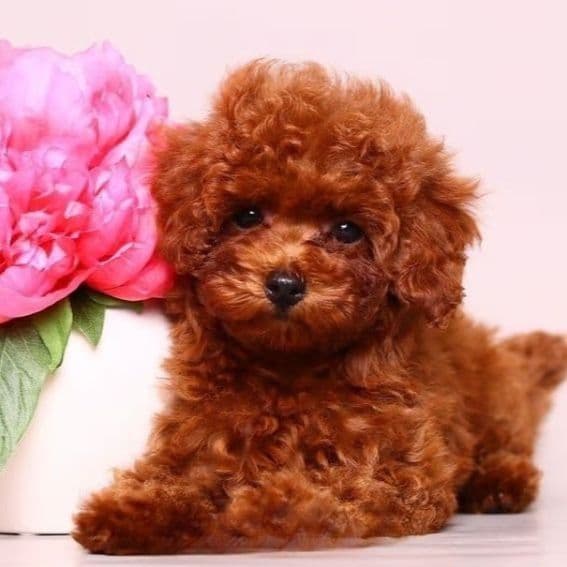 ruby cherry red toy - Toy Poodle Female