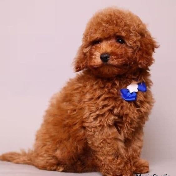 Jasper teddy bear - Toy Poodle Male