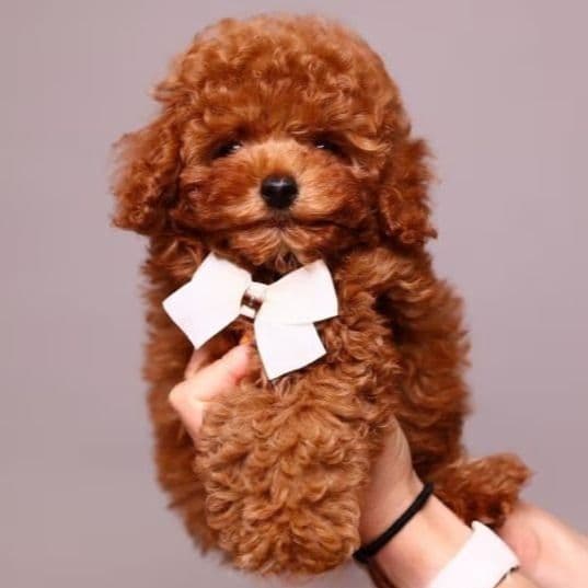 Copper teddy bear - Toy Poodle Male